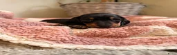 Miniature Dachshund dogs for sale: KC Miniature Smooth Dachshund Puppies - Advert 29