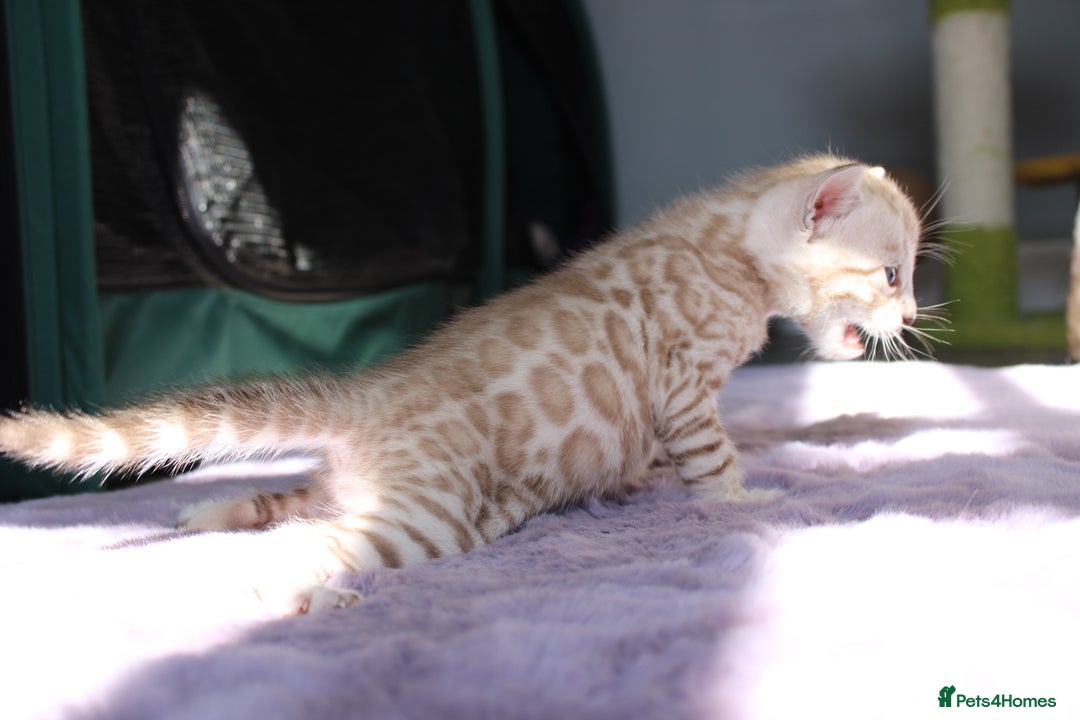 Bengal cats for sale: 😻OUTSTANDING SHOW BENGALS. SHOW WINNING PARENTS🏆 - Image 27