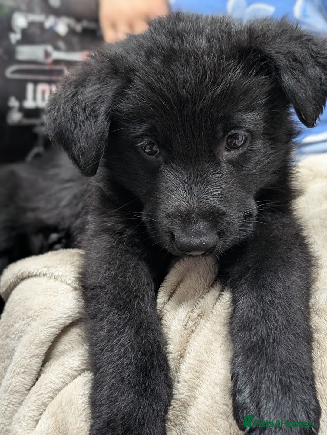 German Shepherd dogs for sale: Gorgeous German Shepherd Puppies - Image 3