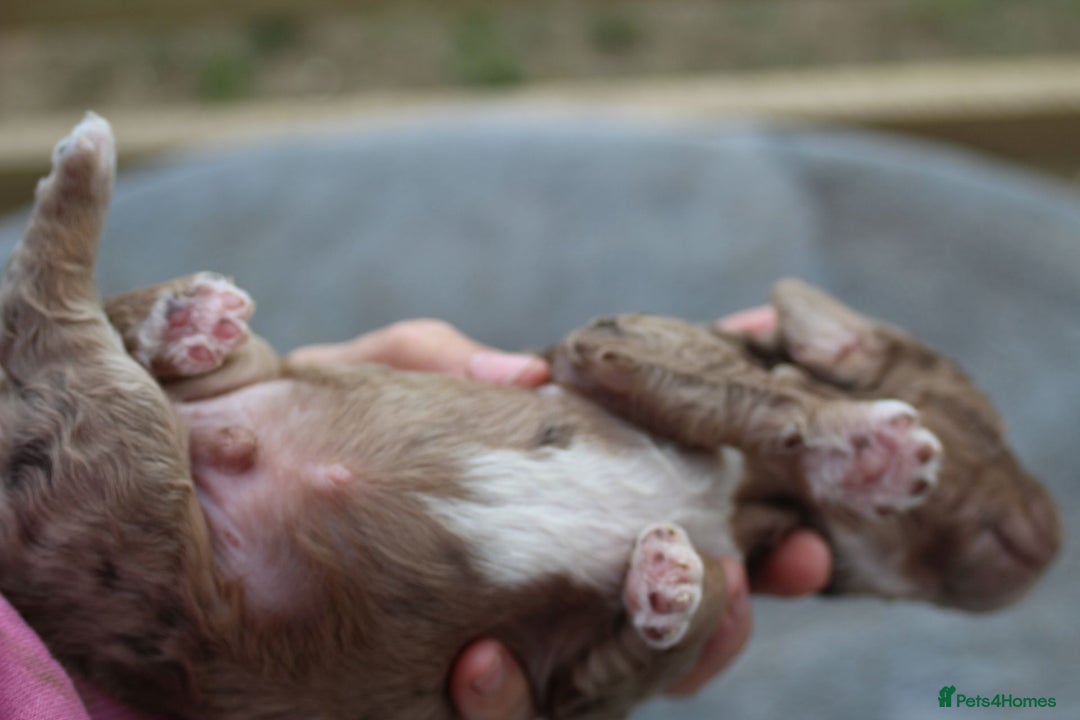 Australian Labradoodle dogs for sale: These pups have it all - Image 15
