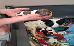English Springer Spaniel dogs for sale: Kc Springer Spaniel Puppies - Image 3