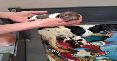 English Springer Spaniel dogs - Advert 1