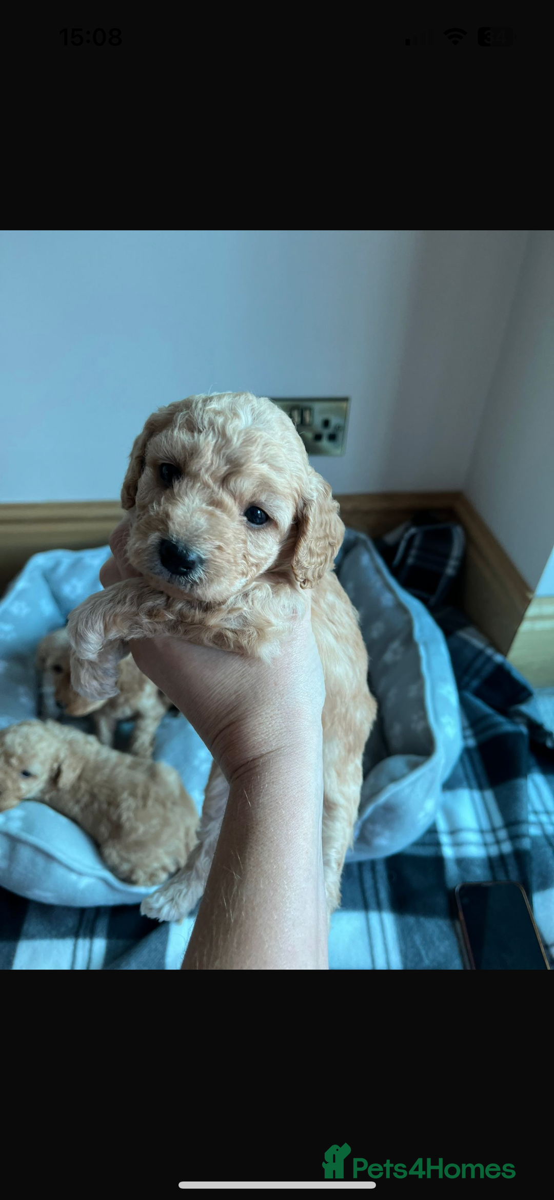 Cockapoo dogs for sale: Stunning litter of Cockerpoos - Image 7