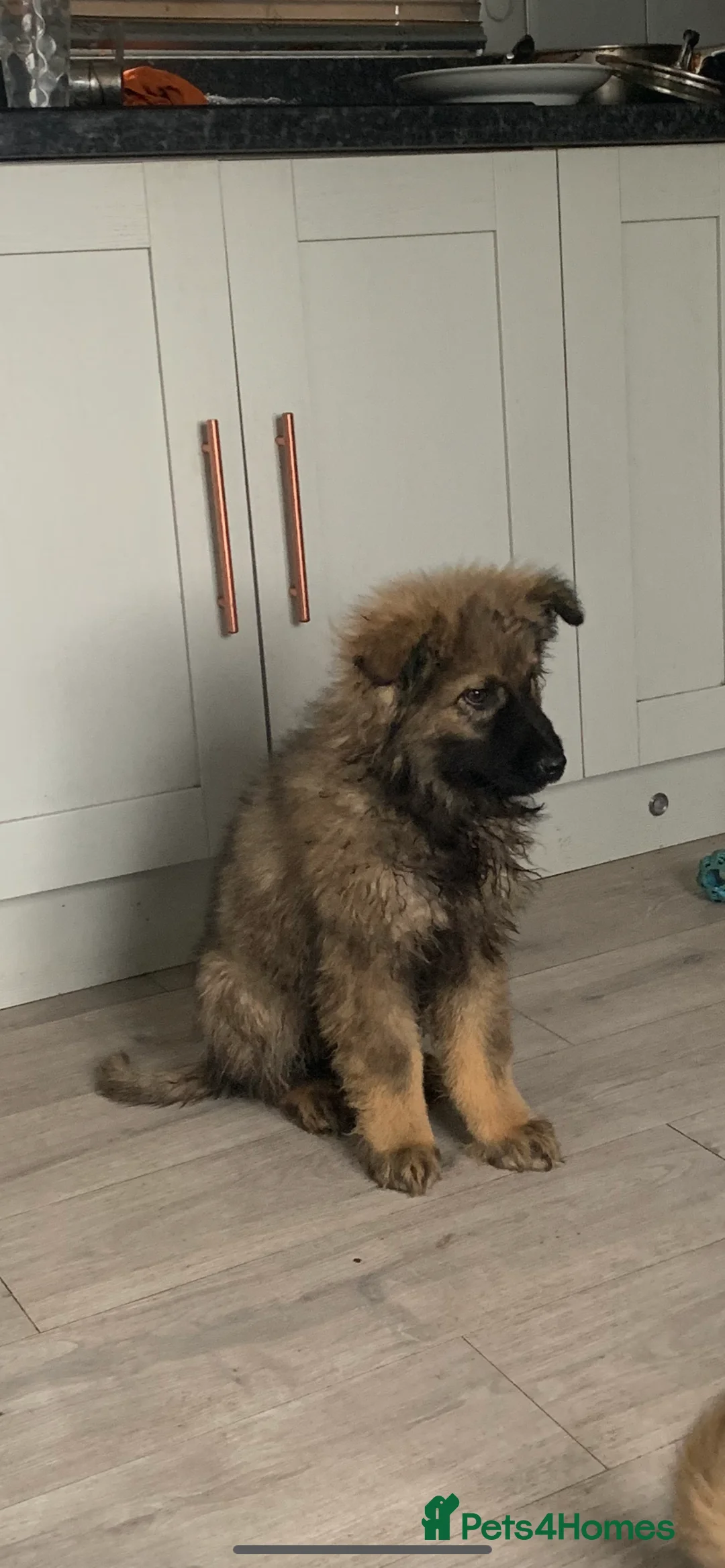 Mixed Breed dogs for sale: German shepherd x Caucasian shepherd puppies - Advert 5
