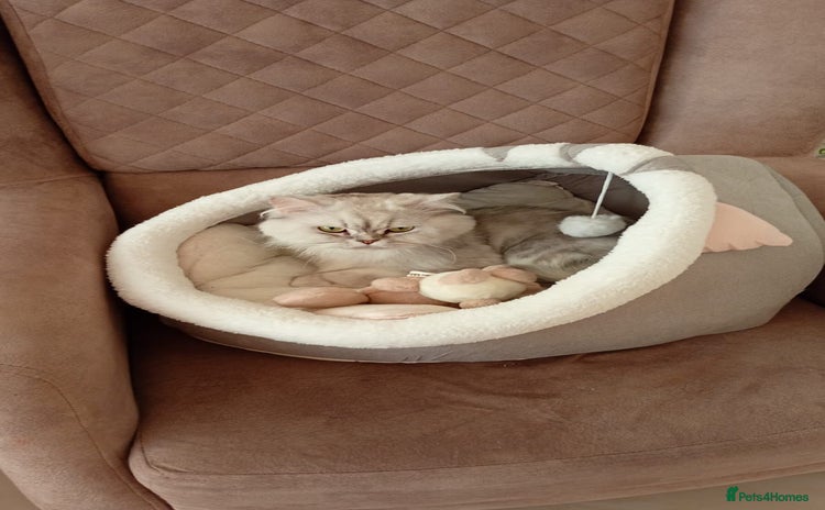 Mixed Breed cats - Advert 1