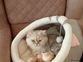 Mixed Breed cats - Advert 1