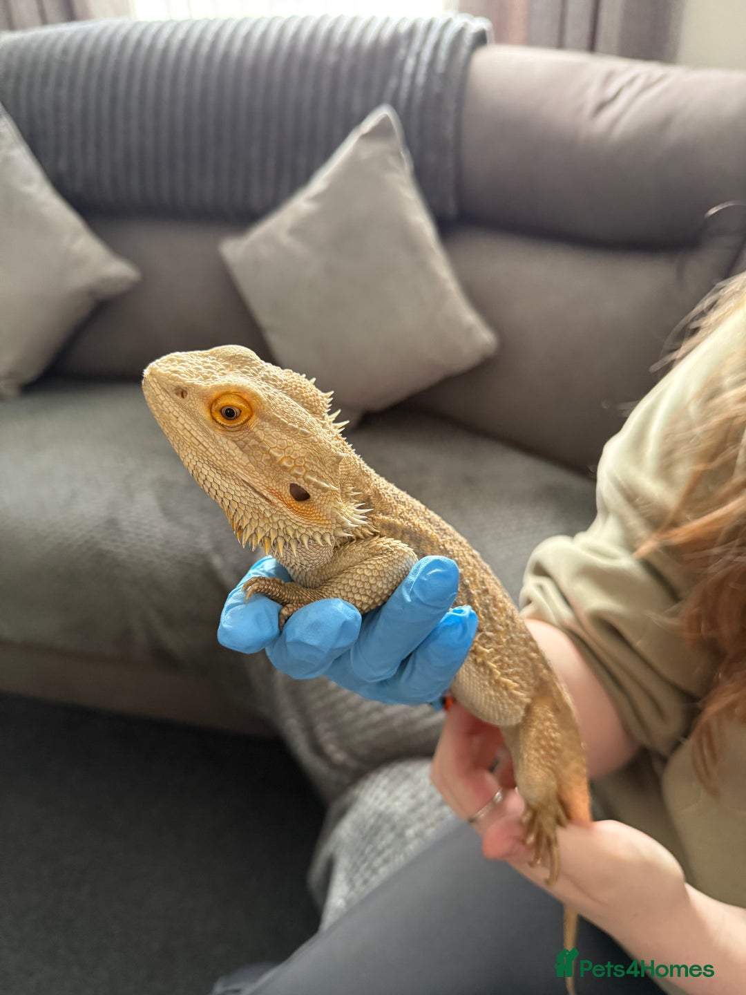 Bearded Dragon reptiles for sale: Rainbow Tiger Bearded Dragon - with full set up ⭐️ - Image 5