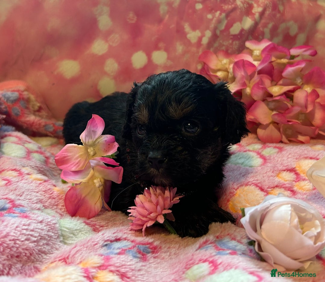Cavapoo dogs for sale: F1 Cavapoo puppies 🐶  - Advert 16