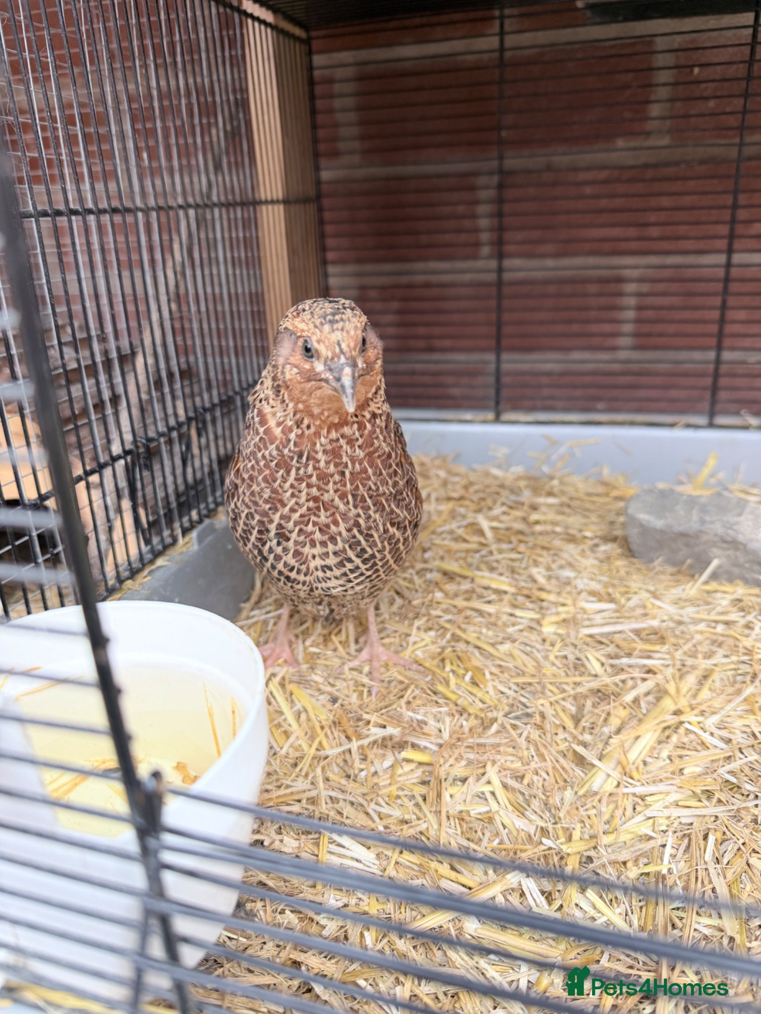 Quail poultry Male corturnix quail  - Advert 1