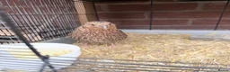 Quail poultry for sale: Male corturnix quail  - Advert 1