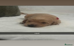 Labradoodle dogs for stud: Bailey the stud  in Glasgow - Image 33