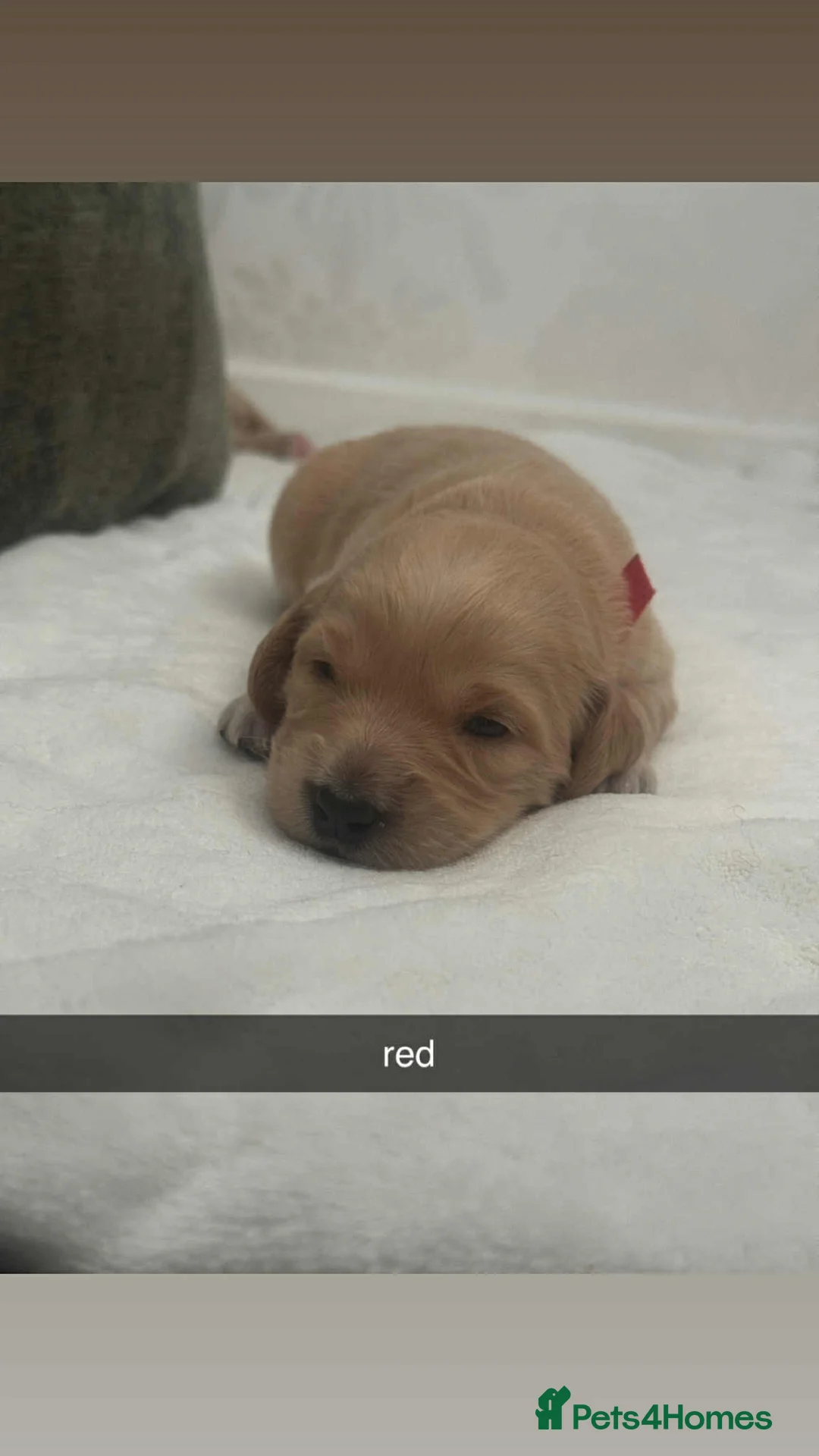 Labradoodle dogs for stud: Bailey the stud  in Glasgow - Advert 33