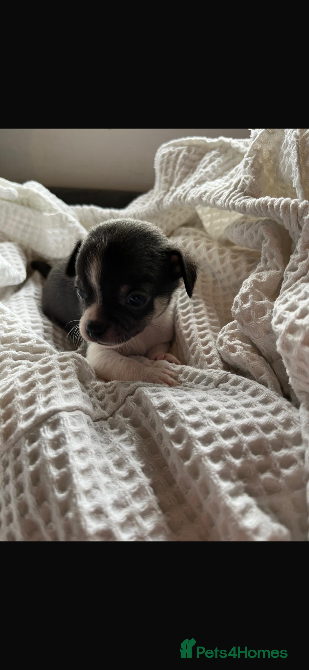 Chihuahua dogs for sale: 💛 Beautiful Chihuahua Pups – Ready 2nd Jan 26 💛 - Advert 19
