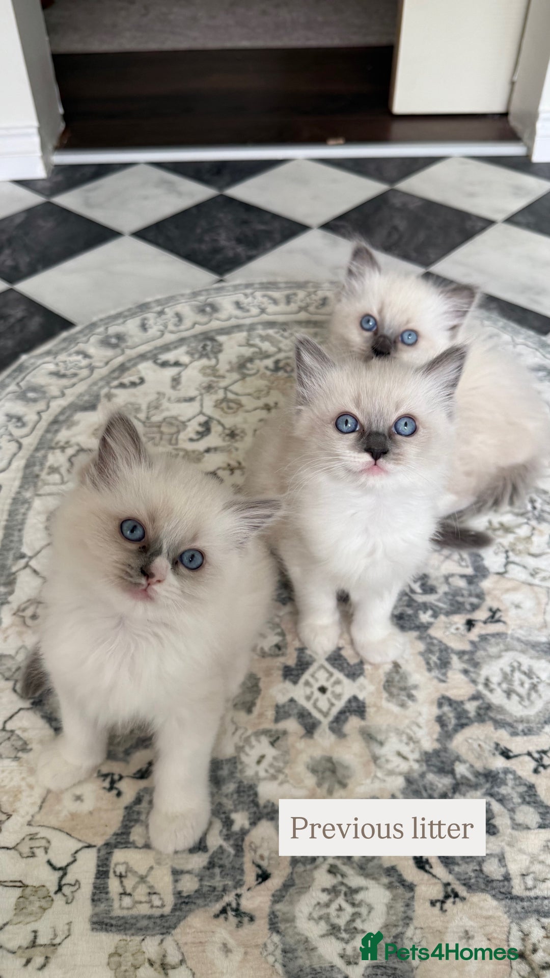Ragdoll cats for sale: Purebred Ragdolls – Ready to Reserve Now 🍼 - Image 6