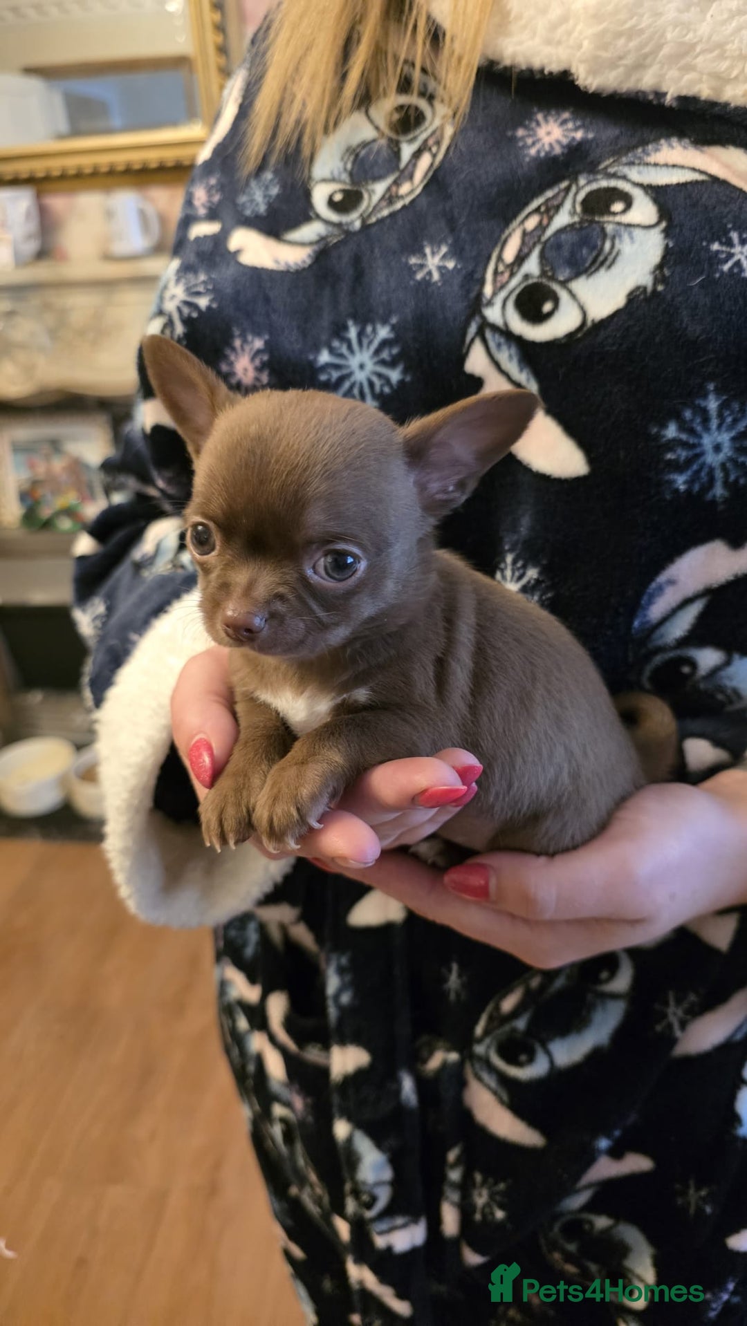 Chihuahua dogs for sale: Stunning Chocolate Chihuahua Puppies 🐶 - Image 14