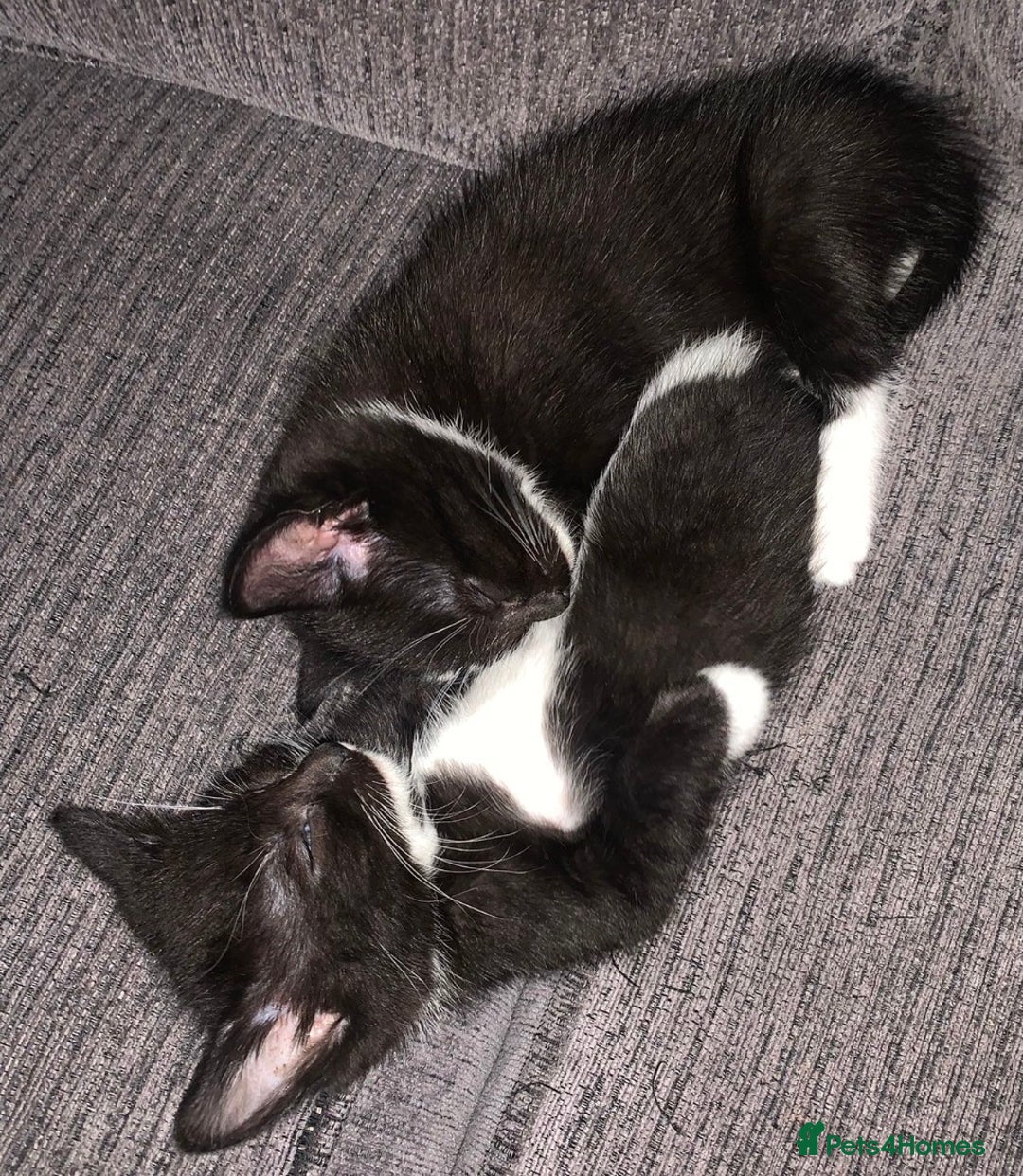 Mixed Breed cats for sale: Beautiful litter of kittens for sale  - Advert 12