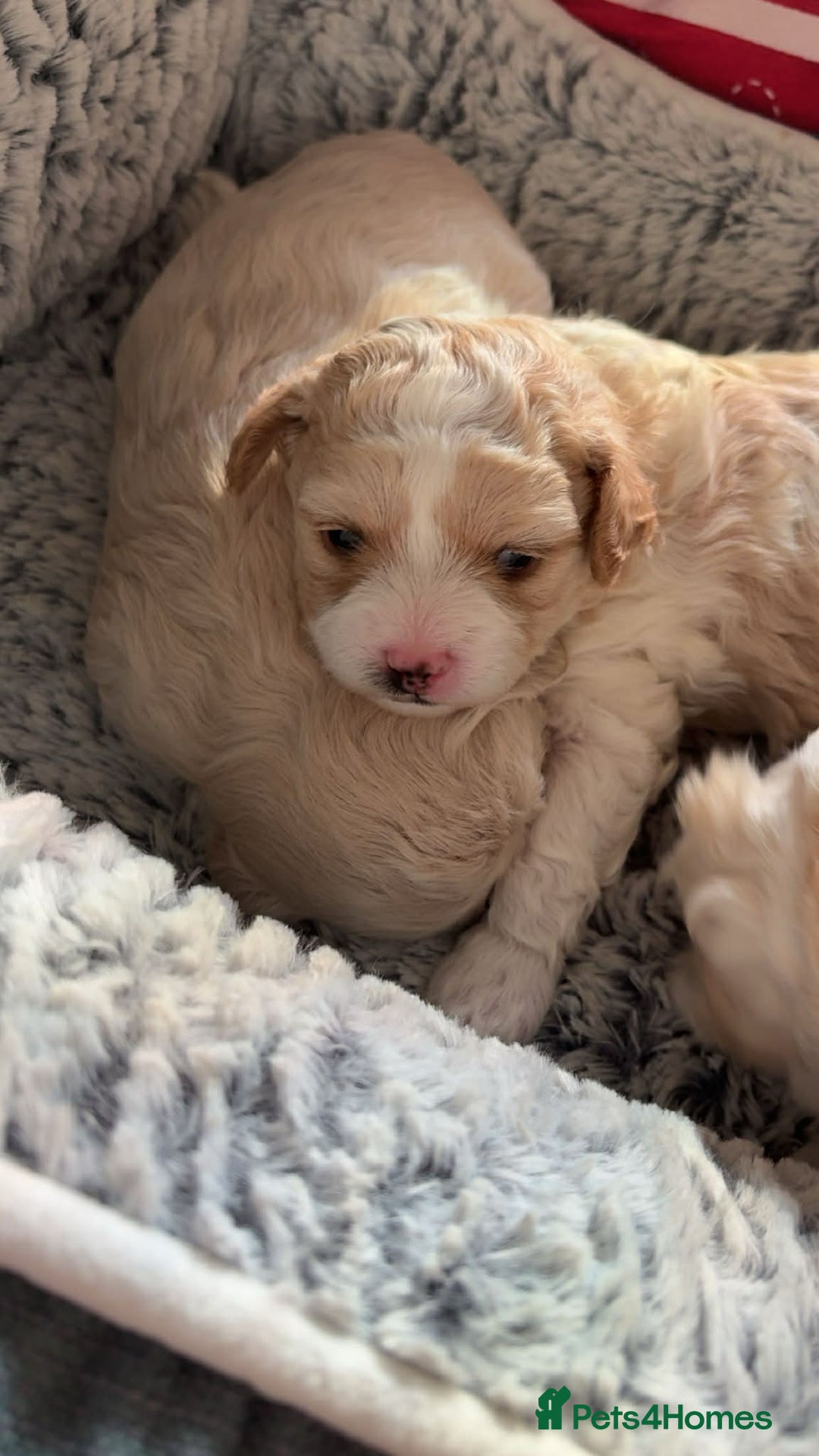 Mixed Breed dogs for sale: Maltons  - Advert 3