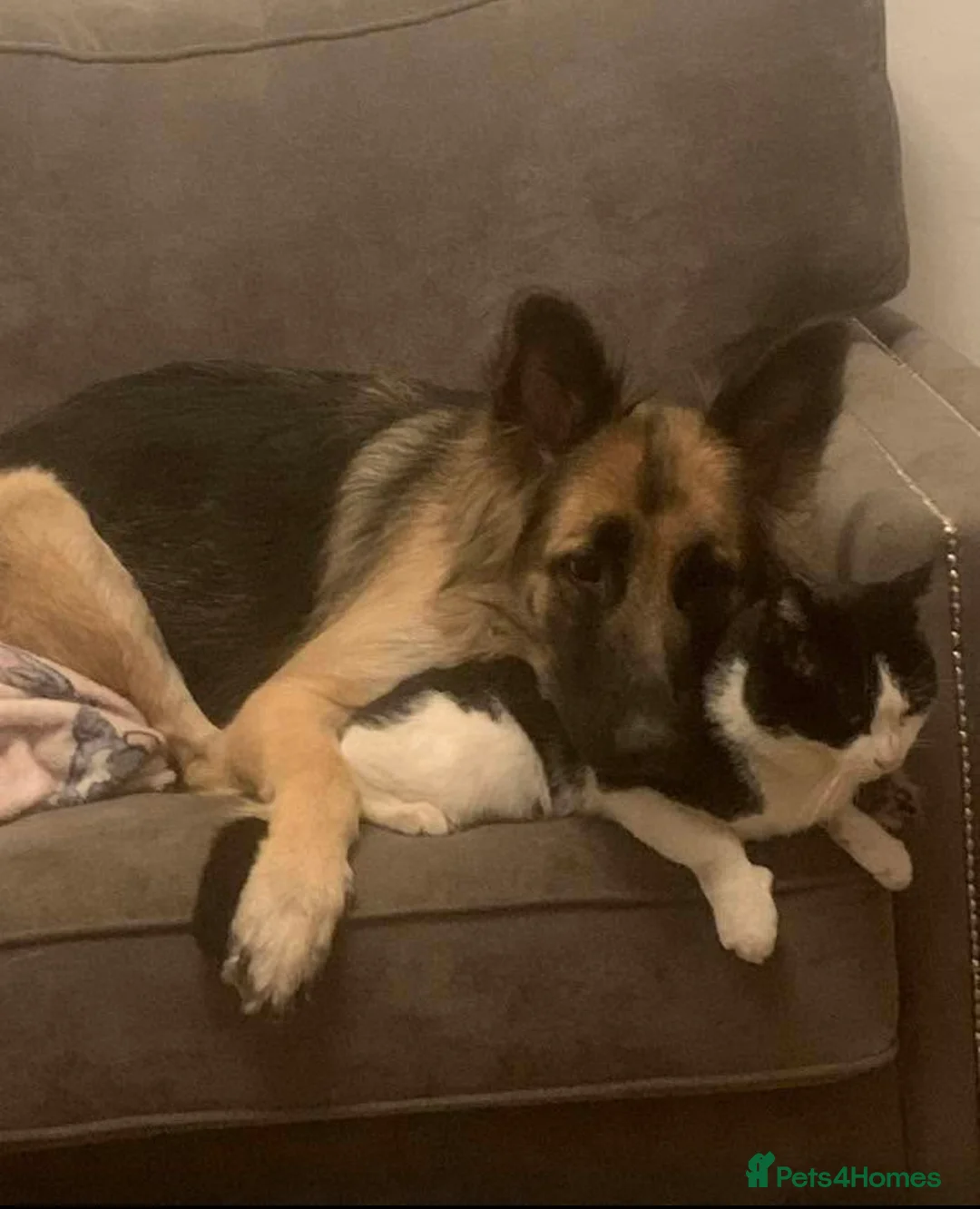 German Shepherd dogs for sale: 11 german shepherd puppies - Advert 2