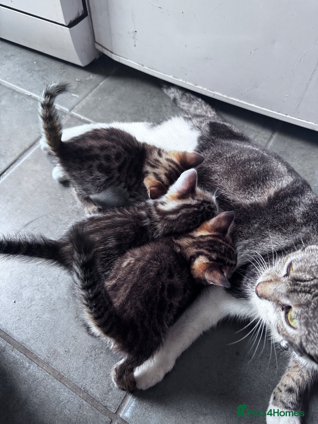Bengal cats for sale: Bengal Kittens ready to be reserved  - Image 26