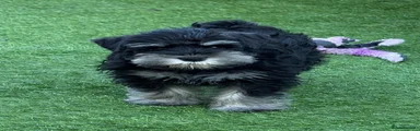 Miniature Schnauzer 1