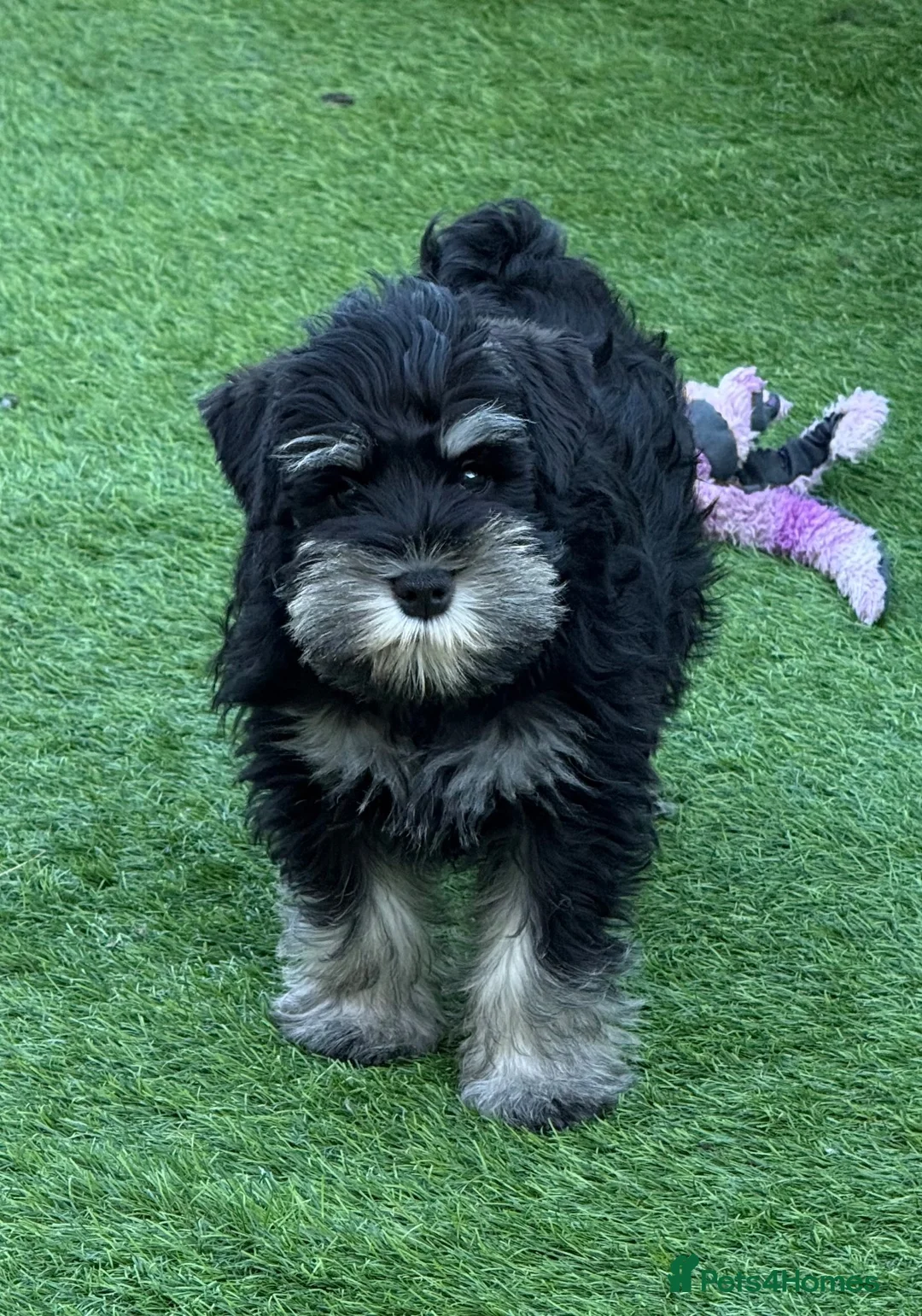 Miniature Schnauzer dogs for sale: 3 beautiful pups available  in Newton Aycliffe - Advert 7