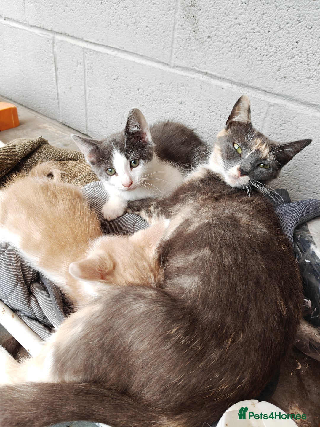 Mixed Breed cats for sale: Gorgeous Part BSH kittens ready to go now - Image 20