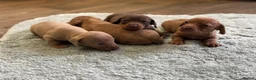 Miniature Dachshund dogs for sale: Miniature Dachshund puppies stunning  in Luton - Advert 2