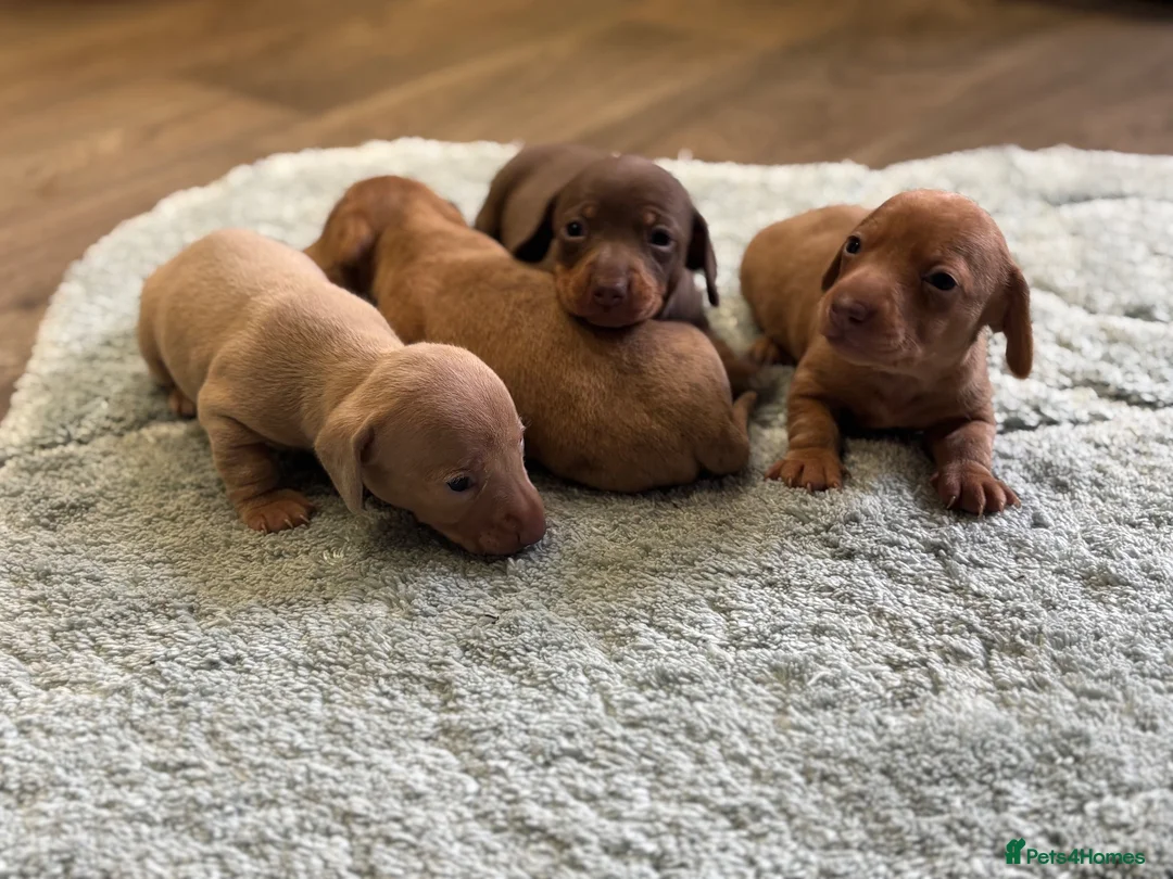 Miniature Dachshund dogs for sale: Miniature Dachshund puppies stunning  in Luton - Advert 2