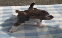 Jack Russell dogs for sale: Jack Russel Puppies For Sale  - Image 7