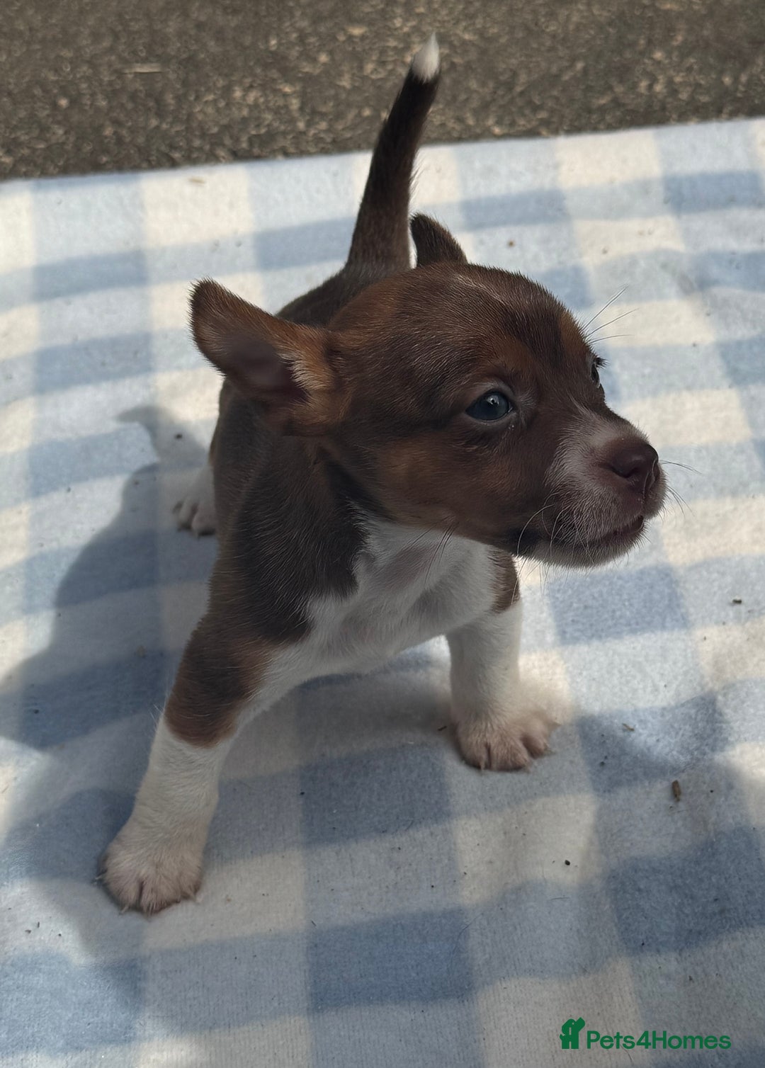 Jack Russell dogs for sale: Jack Russel Puppies For Sale  - Image 7