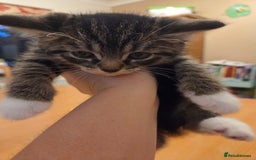 Persian cats for sale: Persian Cross tabby kittens for sale - Image 10