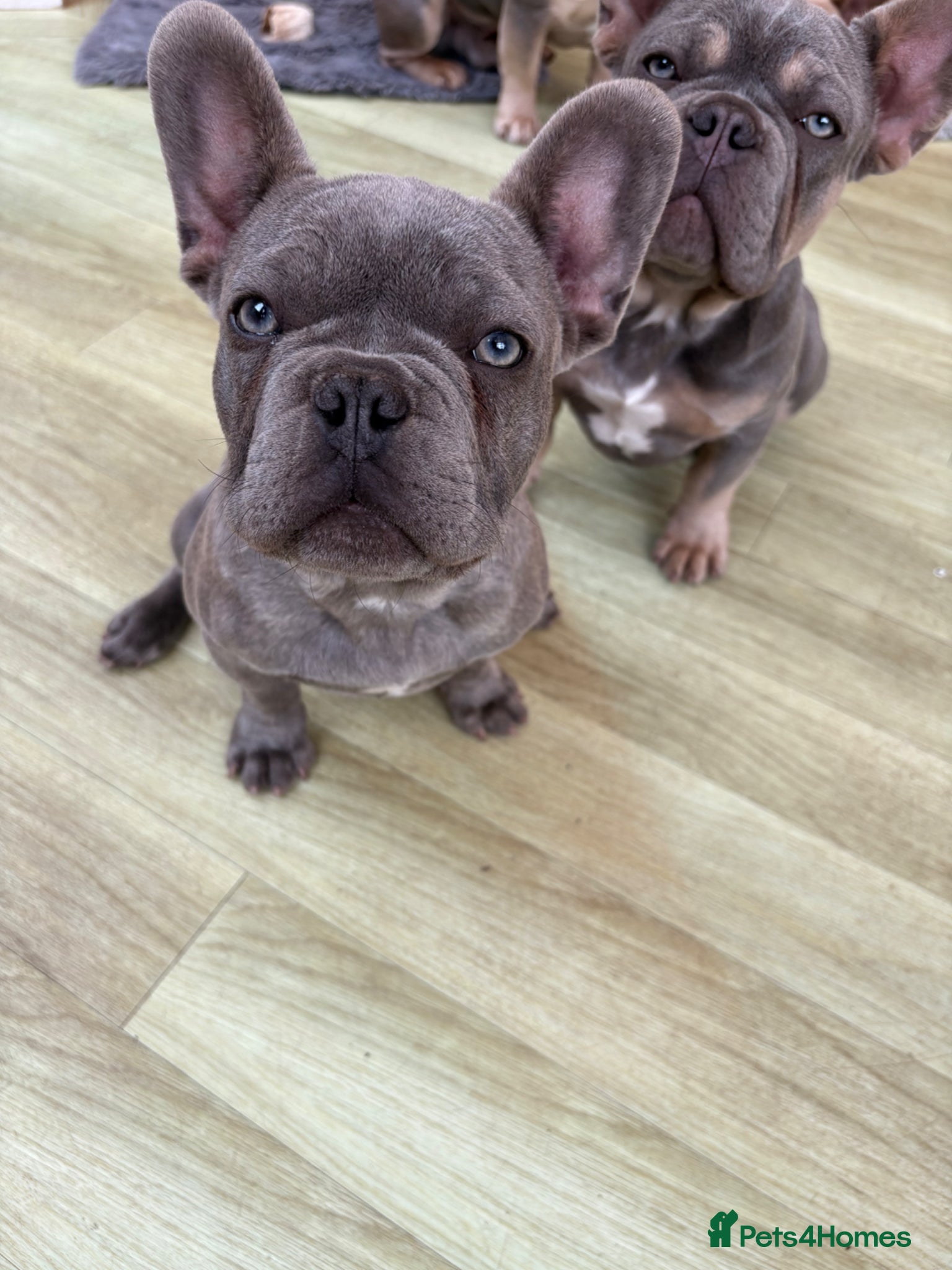 French Bulldog dogs Beautiful Male French Bulldog Puppies - Advert 6