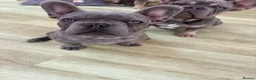 French Bulldog dogs for sale: Beautiful Male French Bulldog Puppies - Advert 1