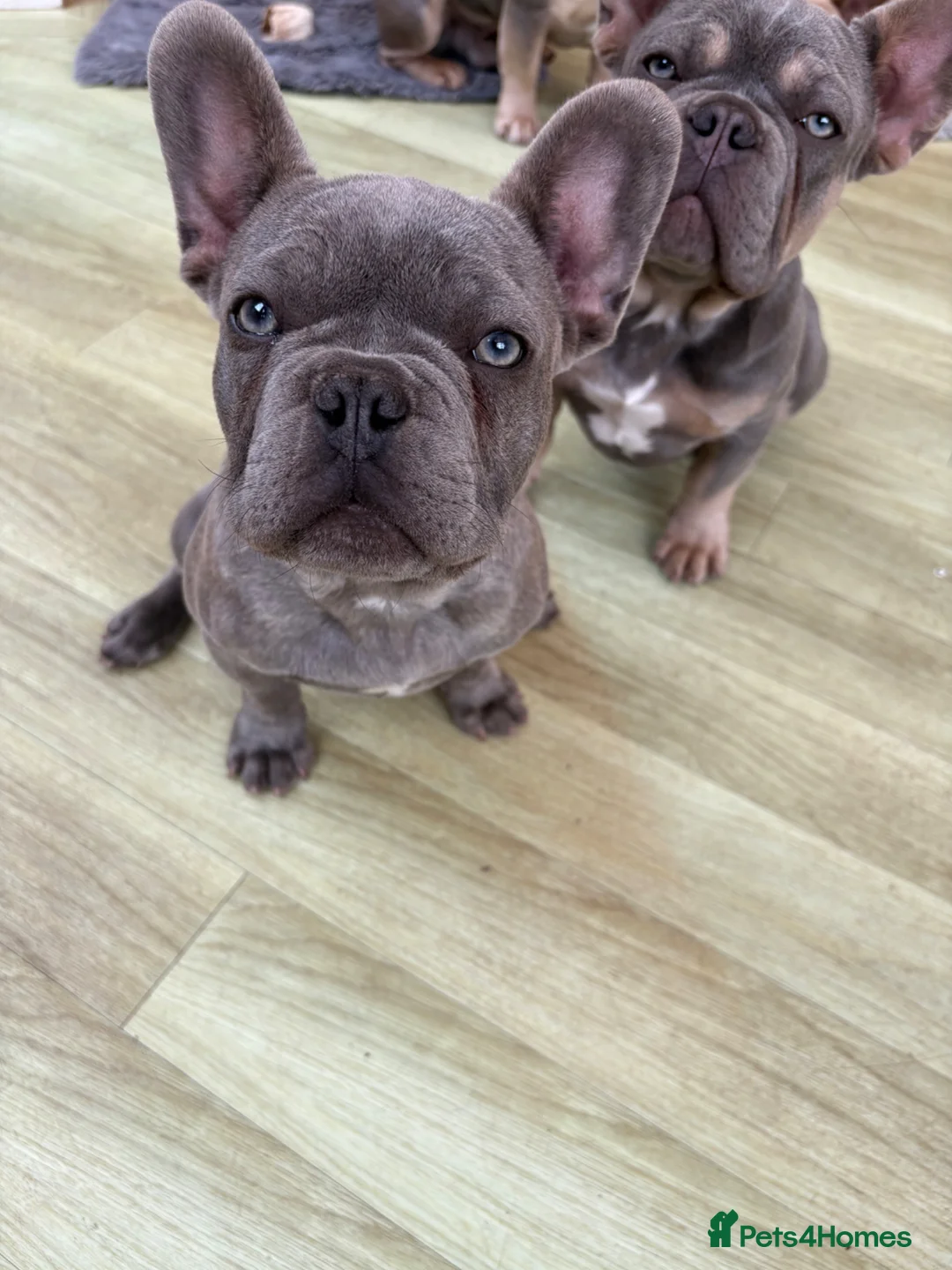 French Bulldog dogs for sale: Beautiful Male French Bulldog Puppies - Advert 1