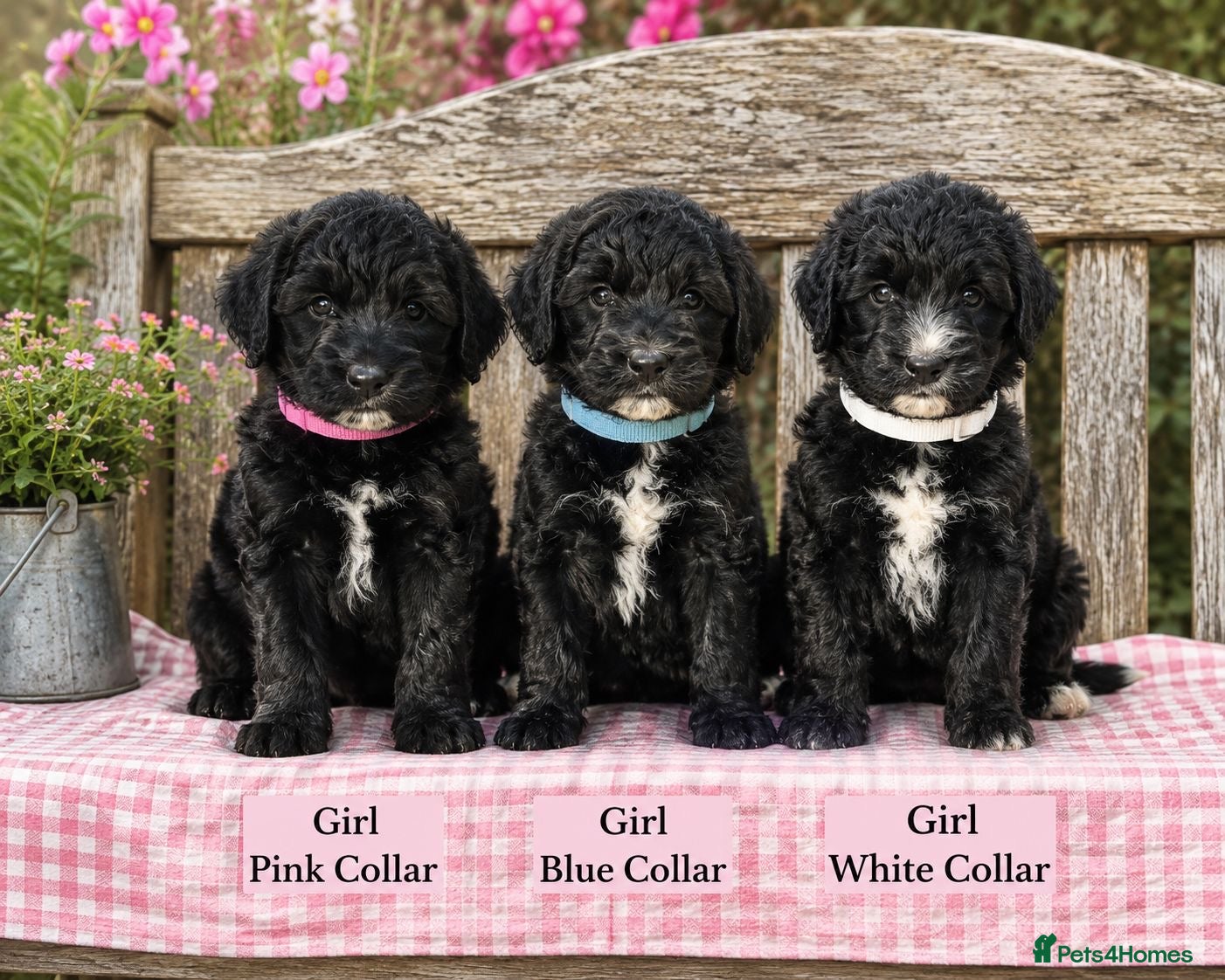 Bernedoodle dogs standard F1 Bernadoodles 3 reserved  - Advert 2
