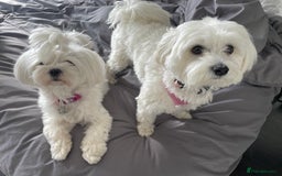 Maltese dogs for sale: KC Reg Korean Maltese girls - Image 5