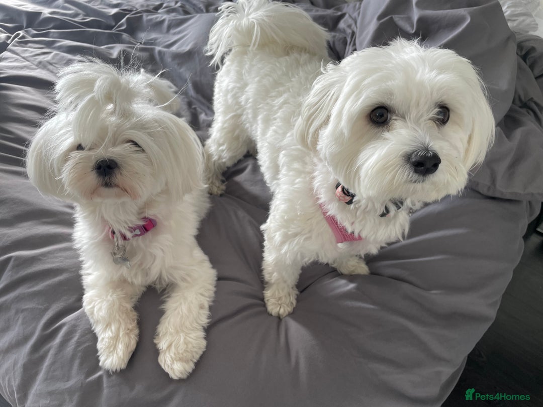 Maltese dogs for sale: KC Reg Korean Maltese girls - Image 5