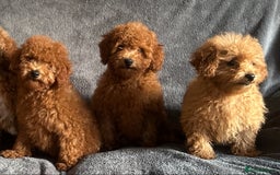 Poochon dogs for sale: Gorgeous Red Toy Poochon Pups fully health tested - Image 13