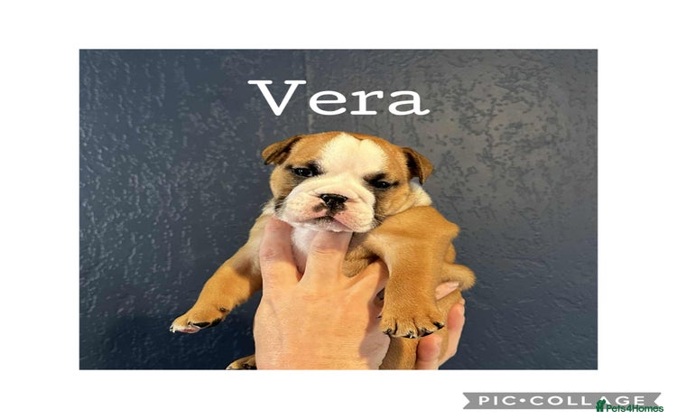 English Bulldog dogs - Advert 4