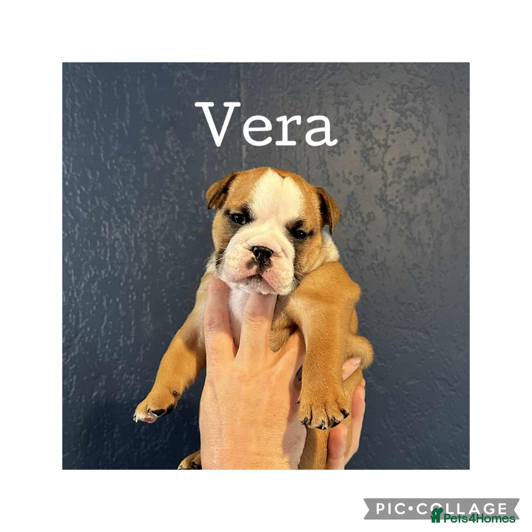 English Bulldog dogs for sale: English Bulldog puppies - Image 1