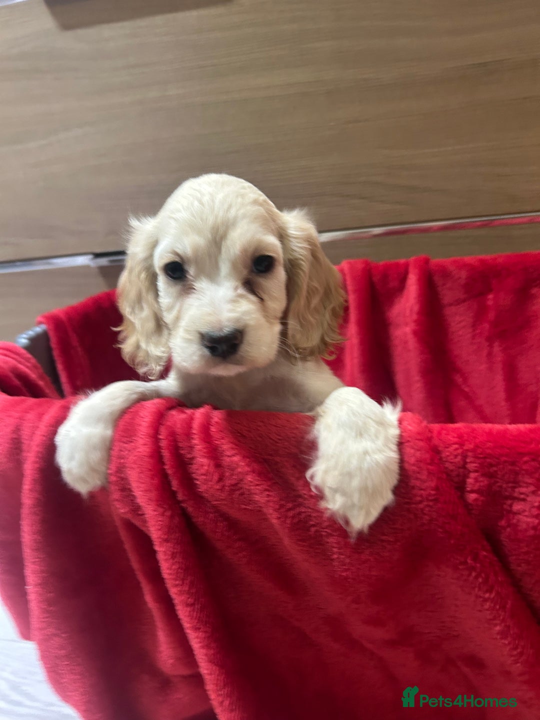 Cocker Spaniel dogs for sale: 🩷BEAUTIFUL SHOW COCKER PUPPIES🩷 - Image 9