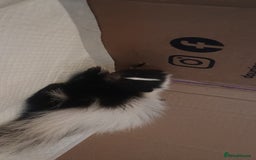Ferret rodents for sale: Experienced home needed for special skunk - Image 6