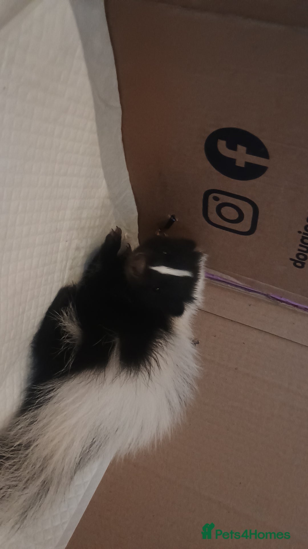 Ferret rodents for sale: Experienced home needed for special skunk - Image 6