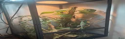 Chameleon reptiles for sale: Veiled chameleon male in Swanscombe - Advert 3