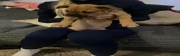 Mixed Breed dogs for sale: 10+weeks  in Bradford - Advert 3
