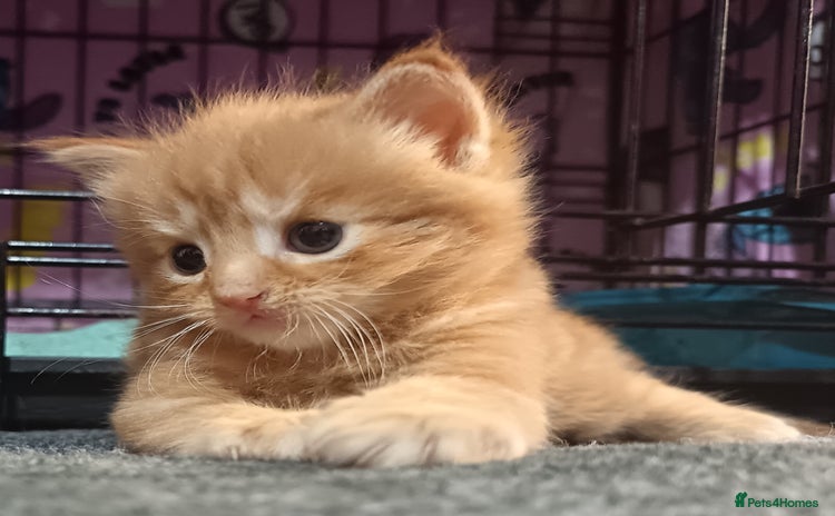 British Longhair cats - Advert 1