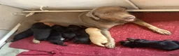 Labradoodle dogs for sale: Toy Labradoodle  - Advert 26