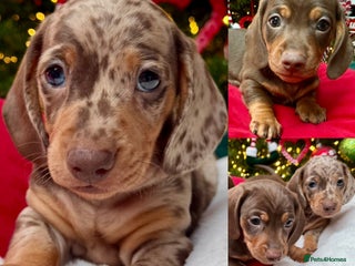 Miniature Dachshund dogs ONLY 2 PUPS LEFT - Reduced Today for Loving Home - Advert 11