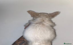 French Bulldog dogs for sale: High Quality Fluffy french bulldogs  - Image 8