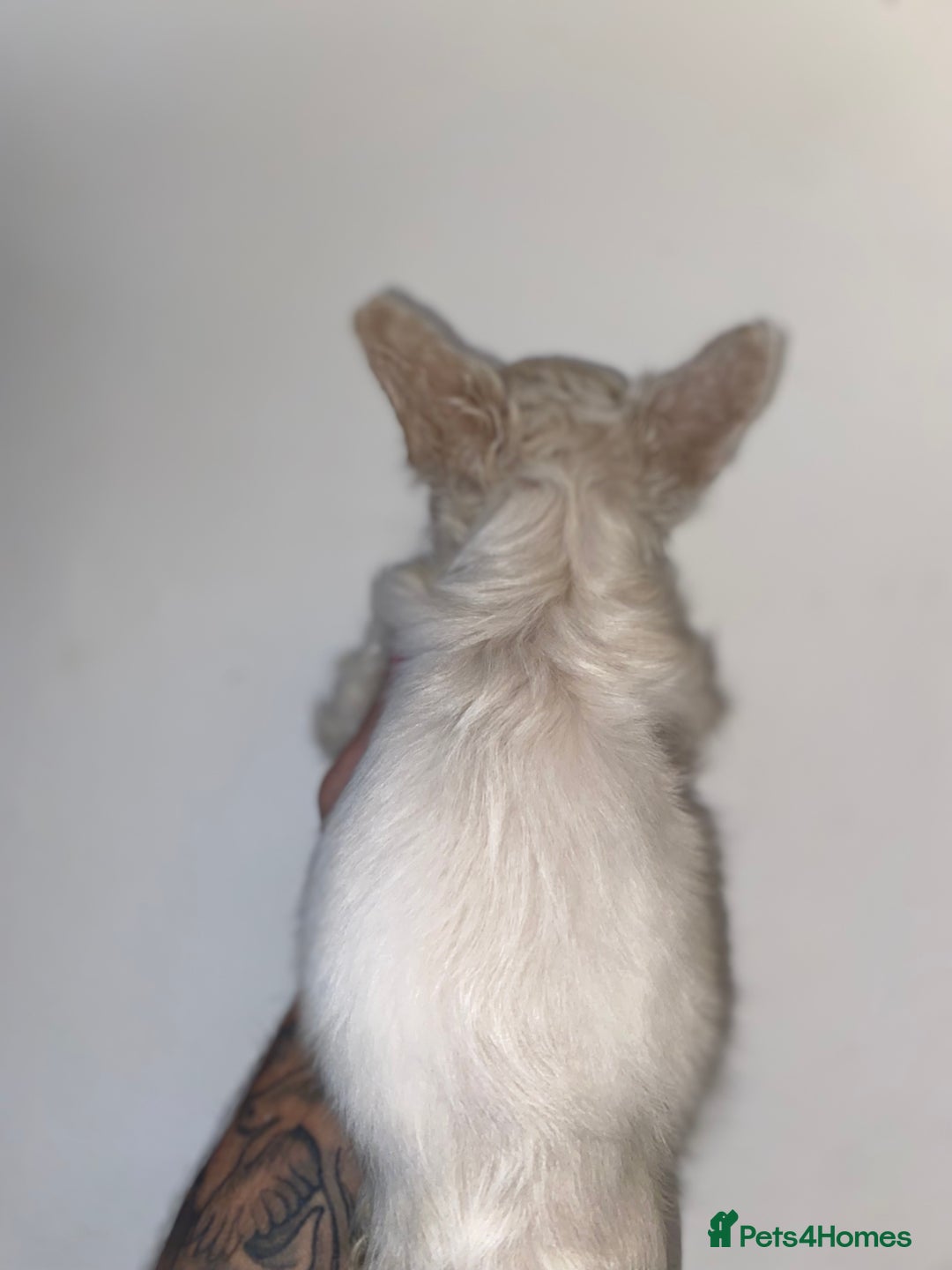 French Bulldog dogs for sale: High Quality Fluffy french bulldogs  - Image 8